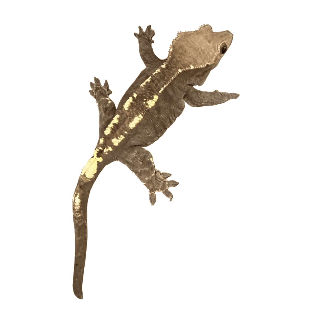 Gecko